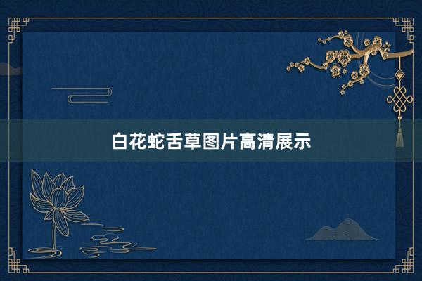 白花蛇舌草图片高清展示