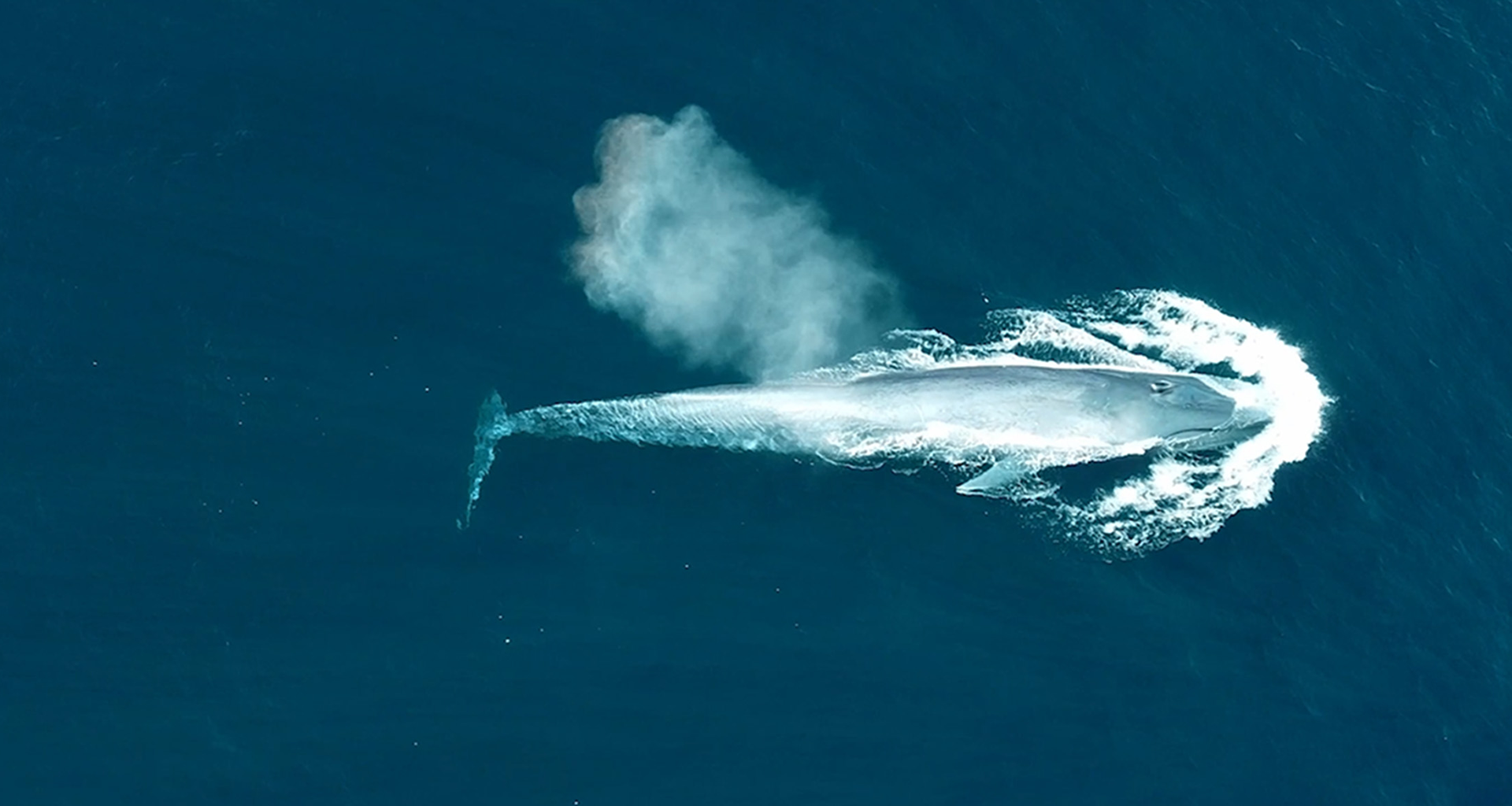 护佑生命并肩前行·抢庄牛牛平台生物品牌片